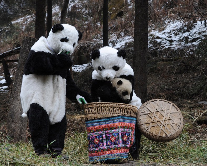 14-day Sichuan Chengdu Tibet Xian Guilin Shanghai Tour